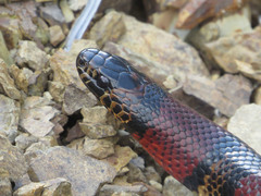 Lampropeltis micropholis