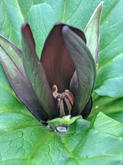 Trillium angustipetalum