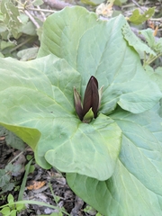 Trillium angustipetalum