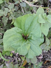 Trillium angustipetalum