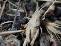 Oedipoda canariensis