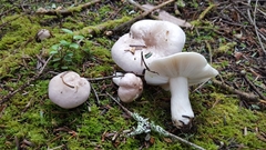 Russula stuntzii