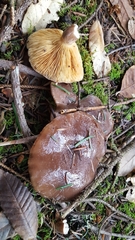 Lactarius kauffmanii