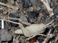 Oedipoda canariensis