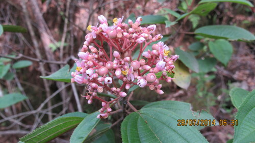 Image of Miconia xalapensis by (c) Ulises Pinedo, some rights reserved (CC BY)