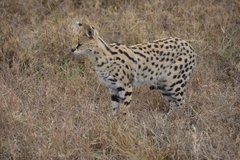 Leptailurus serval lipostictus