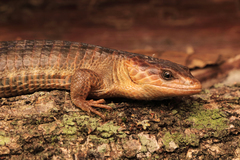 Brilliant Arboreal Alligator Lizard photo 3