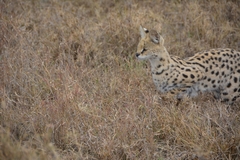 Leptailurus serval lipostictus