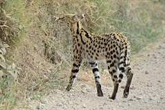 Leptailurus serval lipostictus