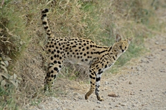 Leptailurus serval lipostictus