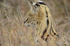 Leptailurus serval lipostictus