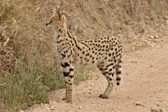Leptailurus serval lipostictus