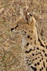 Leptailurus serval lipostictus