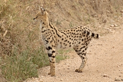 Leptailurus serval lipostictus
