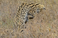Leptailurus serval lipostictus