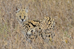 Leptailurus serval lipostictus