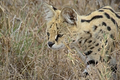 Leptailurus serval lipostictus