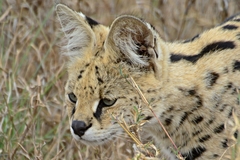 Leptailurus serval lipostictus