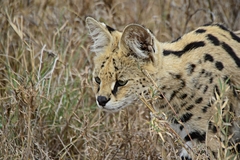 Leptailurus serval lipostictus