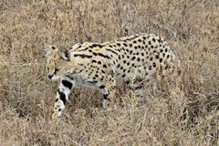 Leptailurus serval lipostictus