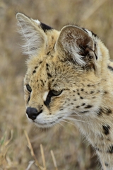 Leptailurus serval lipostictus