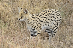 Leptailurus serval lipostictus