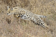 Leptailurus serval lipostictus