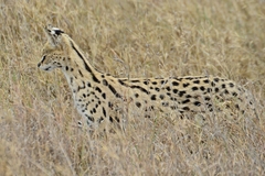 Leptailurus serval lipostictus