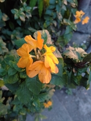 Crossandra infundibuliformis