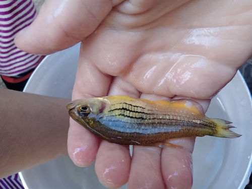 Banded tetra (Hollandichthys multifasciatus) — Characidae — 2