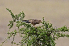 Falco rupicoloides