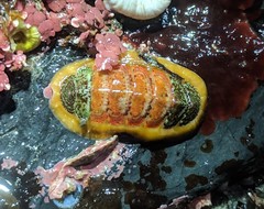 Dendrochiton flectens