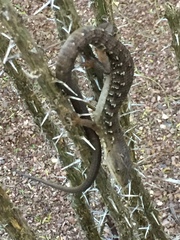 Elgaria multicarinata