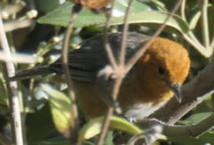 Rufous-Chested Tanager photo 4