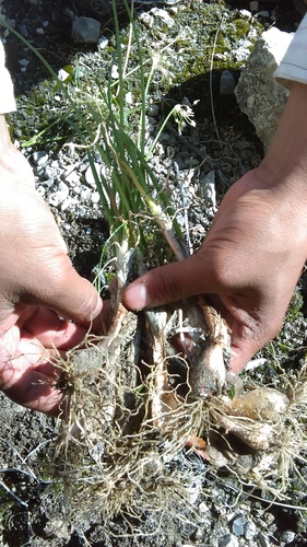 Allium longifolium