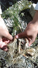 Allium longifolium, photograph (c) Leticia Jiménez Hernández, some rights reserved (CC BY-SA)