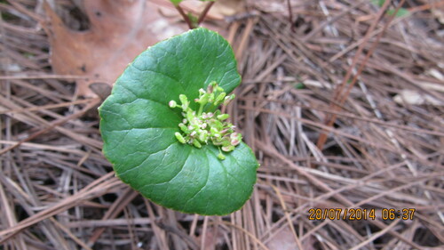 Image of Micropleura renifolia by (c) Ulises Pinedo, some rights reserved (CC BY)
