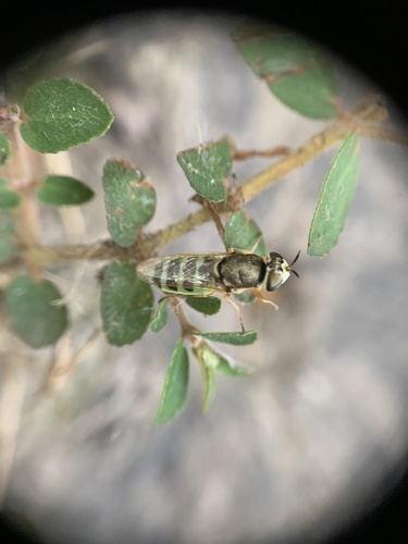 Odontomyia tumida