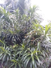 Dracaena angustifolia