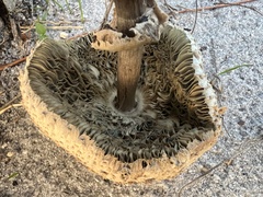 Chlorophyllum molybdites image