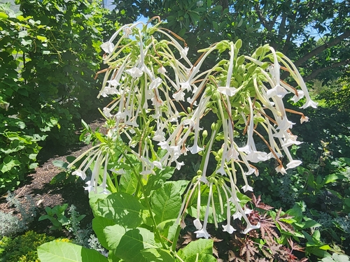 Image of Nicotiana sylvestris by (c) Kaden Slone, some rights reserved (CC BY)
