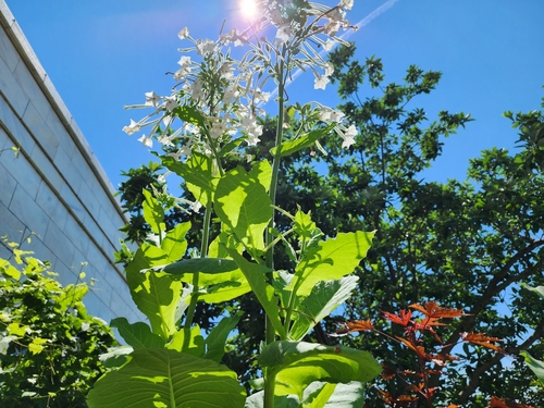 Image of Nicotiana sylvestris by (c) Kaden Slone, some rights reserved (CC BY)