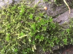 Dialytrichia mucronata