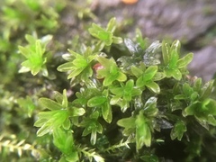 Dialytrichia mucronata