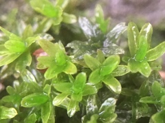 Dialytrichia mucronata