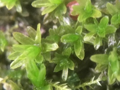 Dialytrichia mucronata