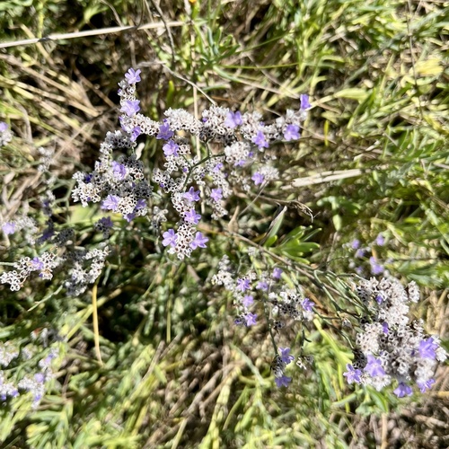 iNaturalist observation photo of Algerian sea lavender