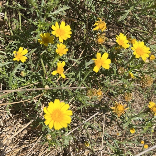iNaturalist observation photo of Garland Daisy