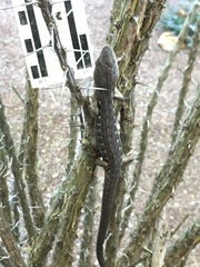 Elgaria multicarinata