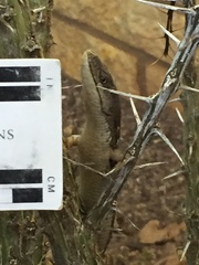 Elgaria multicarinata